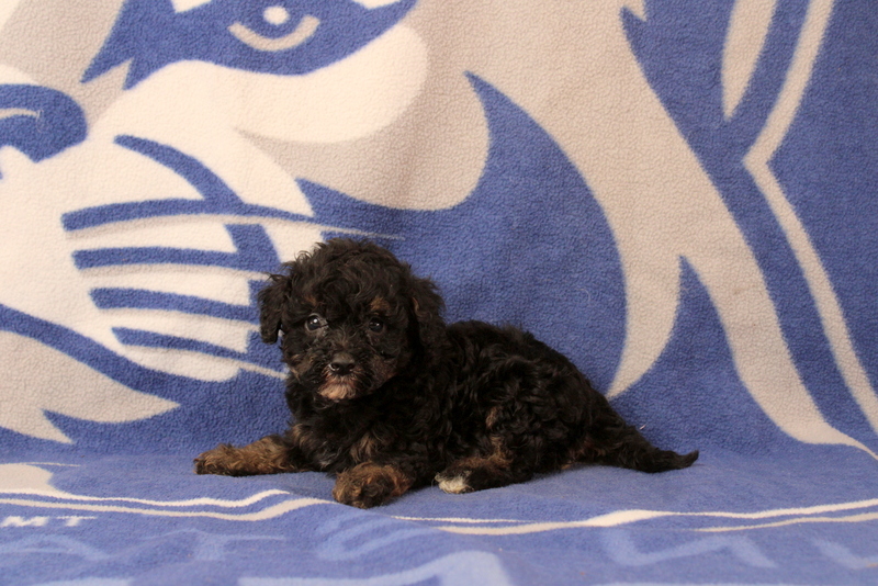 puppy, for, sale, Mini Bernedoodle F1, Matthew B. Stoltzfus, dog, breeder, Gap, PA, dog-breeder, puppy-for-sale, forsale, nearby, find, puppyfind, locator, puppylocator, aca